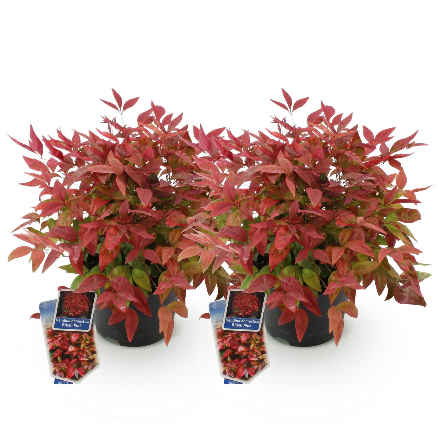 GreenboutiQ - Gartenpflanze - Nandina Blush Pink - Dunkelrosa - 2 Pflanzen - Immergrün - Pflegeleicht - Topf 17cm Höhe 40cm