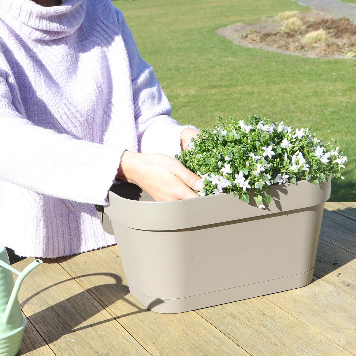 Campanula Addenda Ambella weiß - Balkonpflanzer taupe mit 3 Stück Campanula Topfgröße 12cm - Inkl. Aufhängesystem - Glockenblume weiß - Stauden - Gartenpflanzen