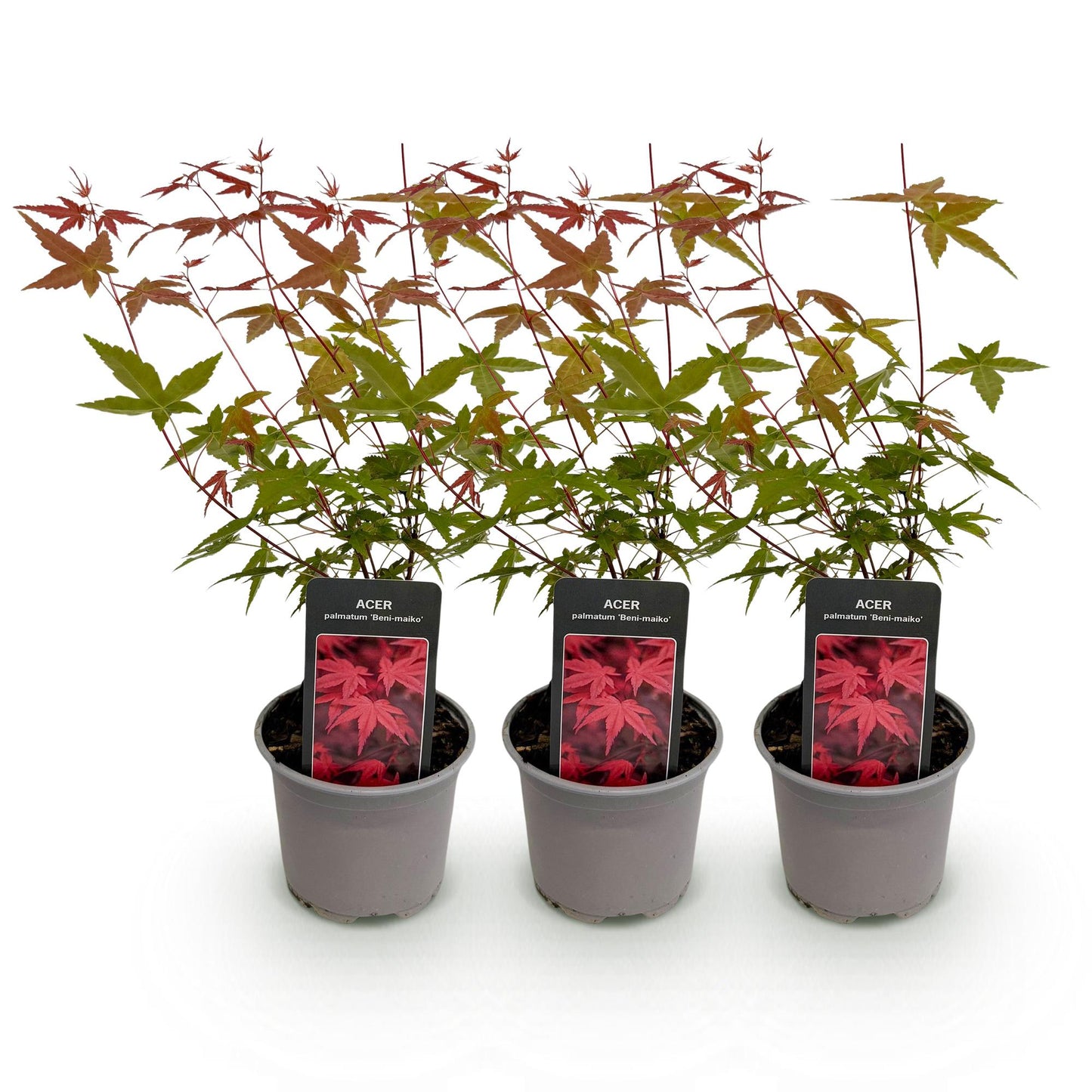 GreenboutiQ - Gartenpflanze - Acer palmatum Beni-maiko - Rot - 3 Pflanzen - Laubabwerfend - Wenig Pflege - Topf 12cm Höhe 35cm