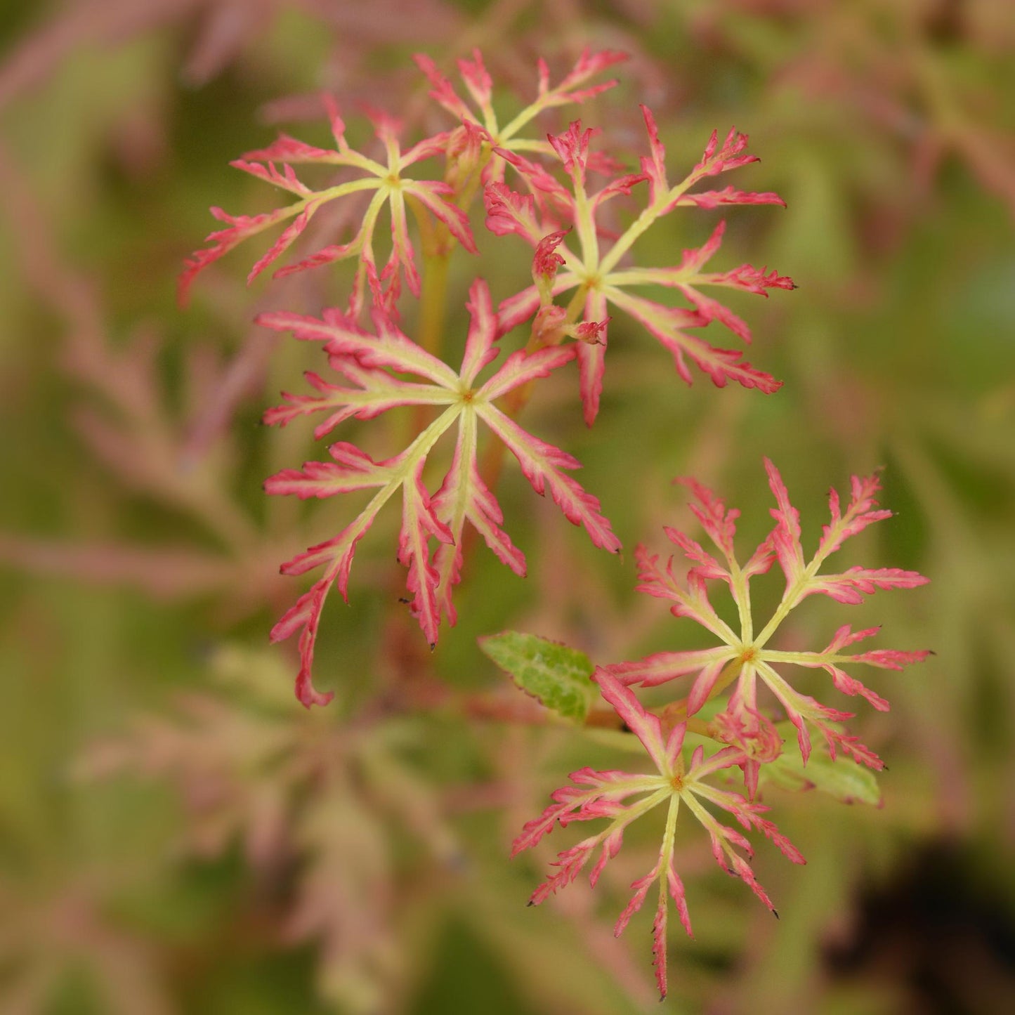 GreenboutiQ - Gartenpflanze - Acer palmatum Seiryu - Grün 3 Pflanzen - Laubabwerfend - Wenig Pflege - Topf 12cm Höhe 35cm