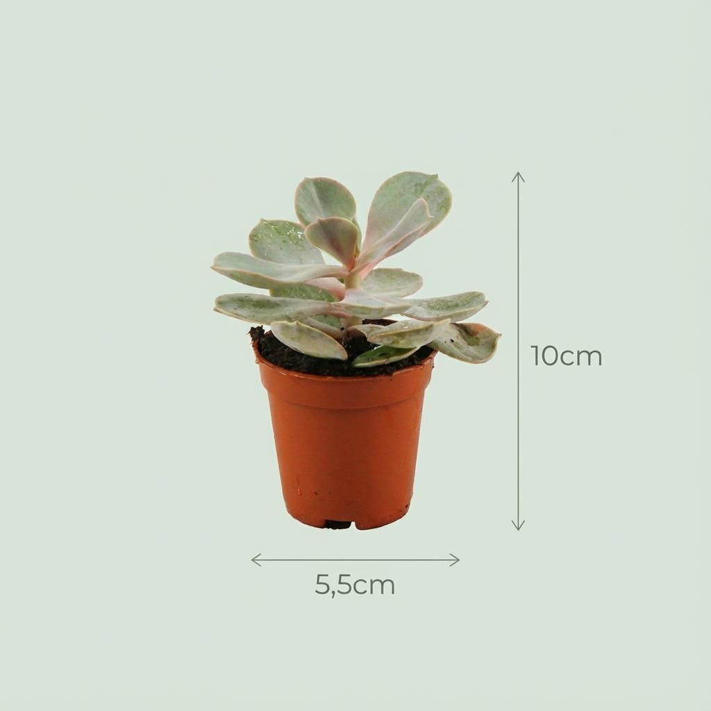 Mini Sukkulenten Mix - 30 Stück - Ø 8,1 cm - Höhe: 5-10 cm - Terrakottatöpfe