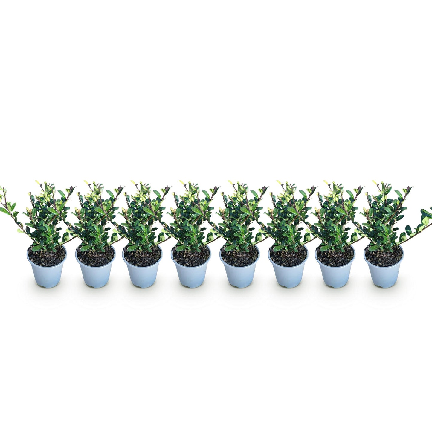 GreenboutiQ - Heckenpflanzen - Ilex crenata Caroline Upright - Blatt Grün - 8 Pflanzen - 1 Laufender Meter - Immergrün - Topf 9cm Höhe 25-30cm