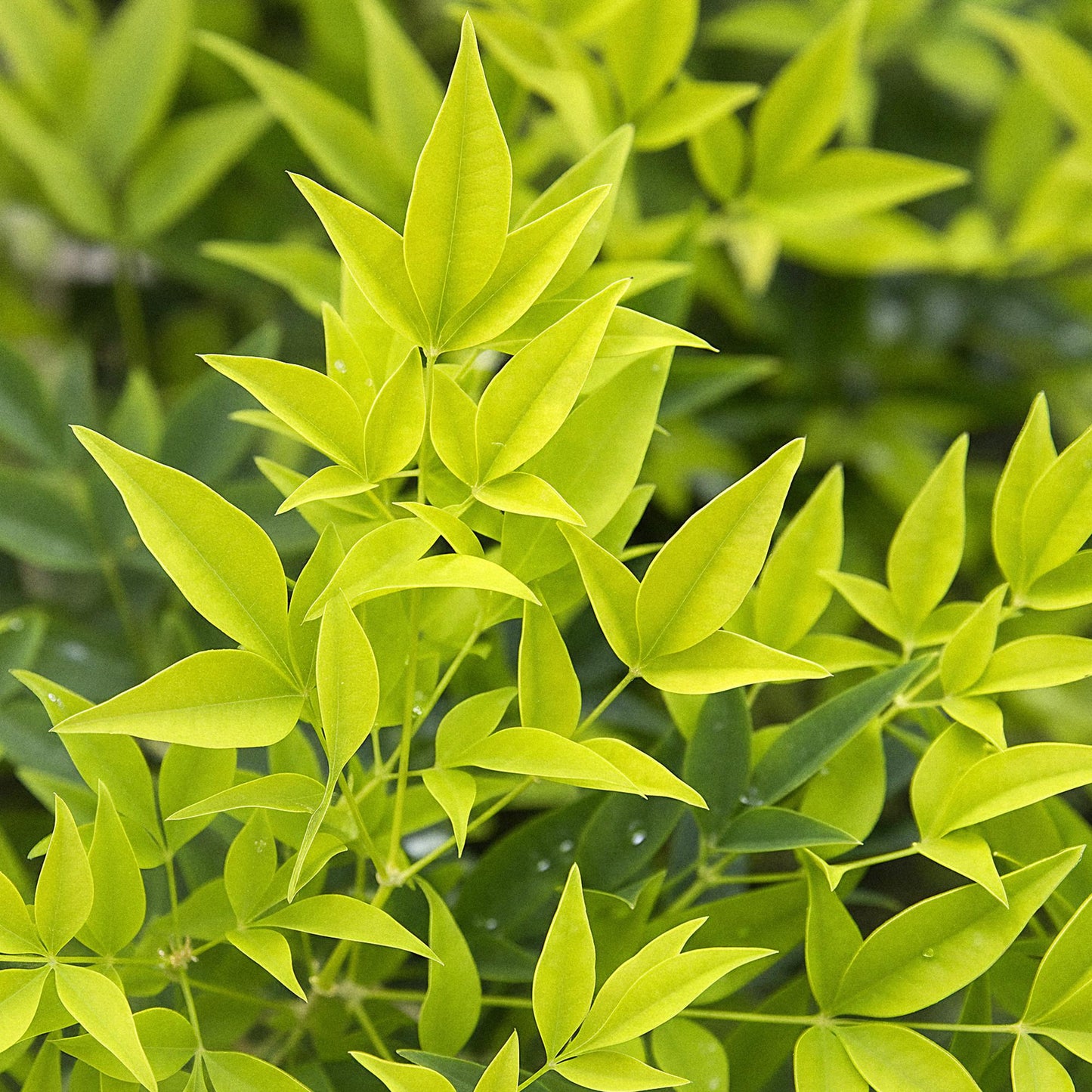 GreenboutiQ - Gartenpflanze - Nandina Lemon & Lime - Gelb - 2 Pflanzen - Immergrün - Wenig Pflege - Topf 17cm Höhe 45cm