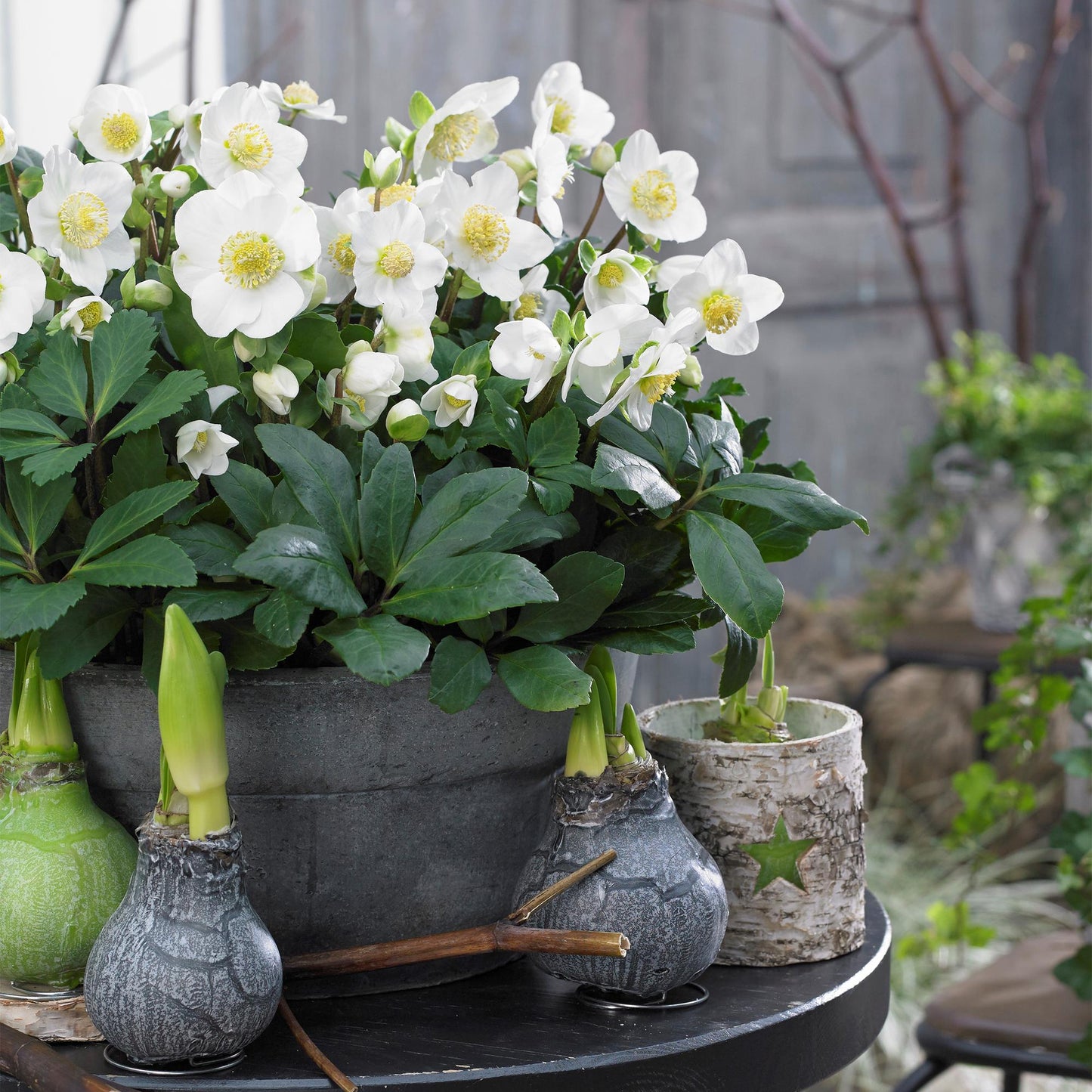 GreenboutiQ - Gartenpflanze - Weihnachtsrose - Helleborus Christmas Carol - Weiße Blüte - 2 Pflanzen - Immergrün - Topf 17cm Höhe 35cm