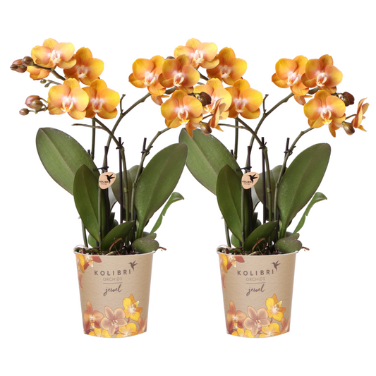 Kolibri Orchids | KOMBI ANGEBOT von 2 Phalaenopsis-Orchideen - Las Vegas - Topfgröße Ø12cm | blühende Zimmerpflanze - frisch vom Züchter
