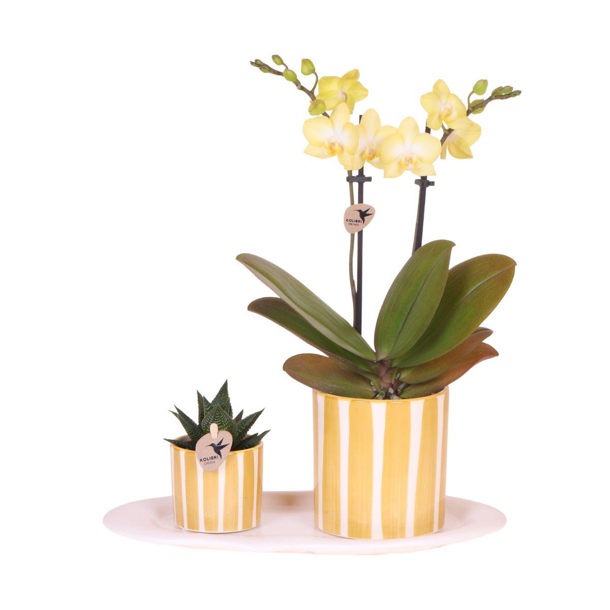 Kolibri Orchids | Ostergeschenkset Klein | Grüne Pflanze mit gelber Phalaenopsis-Orchidee in Painted Stripe Übertöpfen auf weißem organischen Tablett