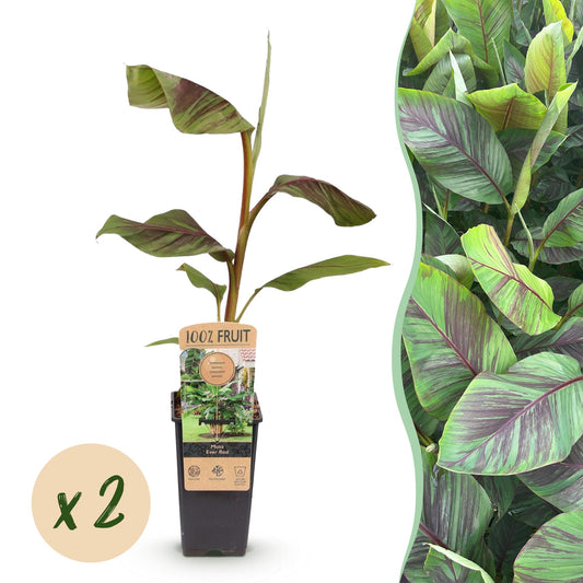 GreenboutiQ - Obstpflanze - Japanische Faserbanane - Musa Ever Red - Winterhart - 2 Pflanzen - Topf 15cm Höhe 50cm