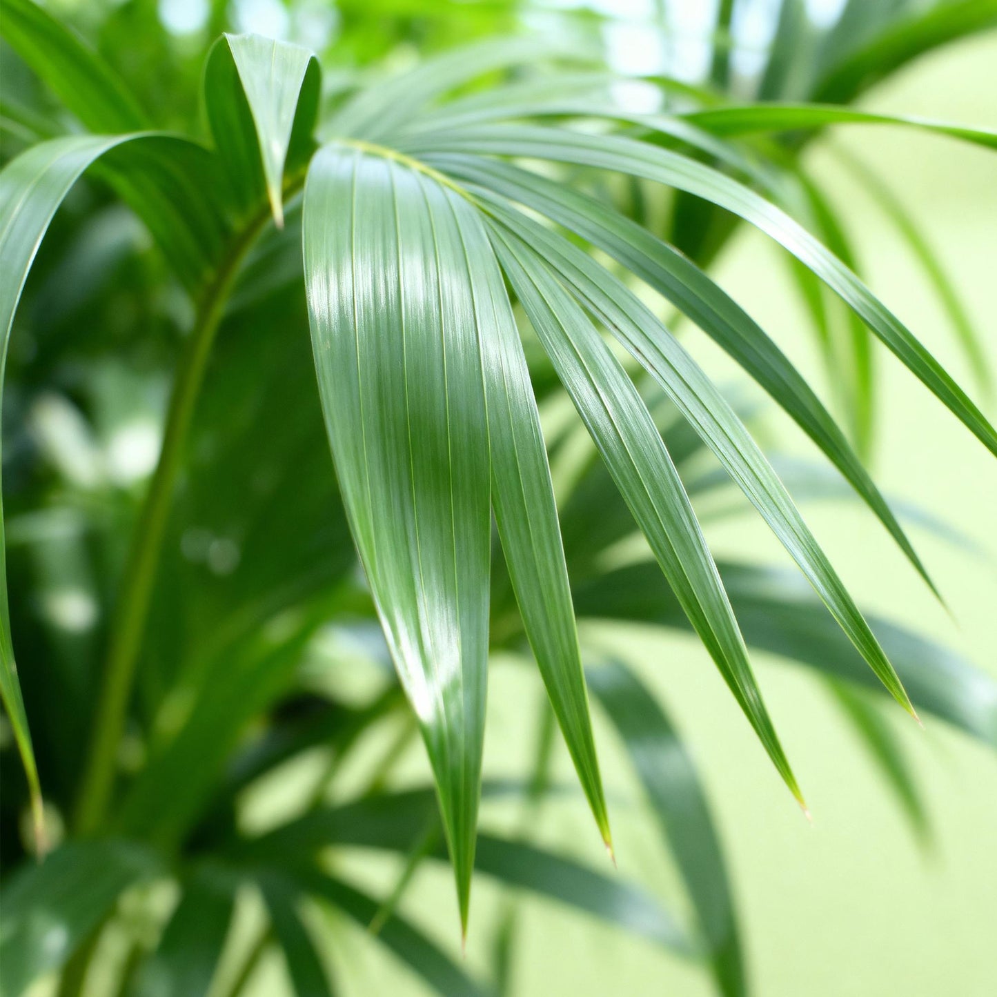 Green boutiQ - Zimmerpflanze - Howea Forsteriana - Kentia-Palme - Wenig Pflege - Grün - 2 Pflanzen - Topf 17cm - Höhe 70-75cm