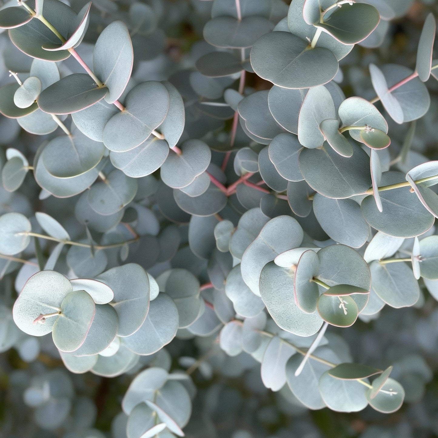 GreenboutiQ - Pflanzen auf Stamm - Eucalyptus gunni Azure - Terrassenpflanze - Immergrün - Winterhart - Graues Blatt - Topf 19 cm Höhe 90 cm