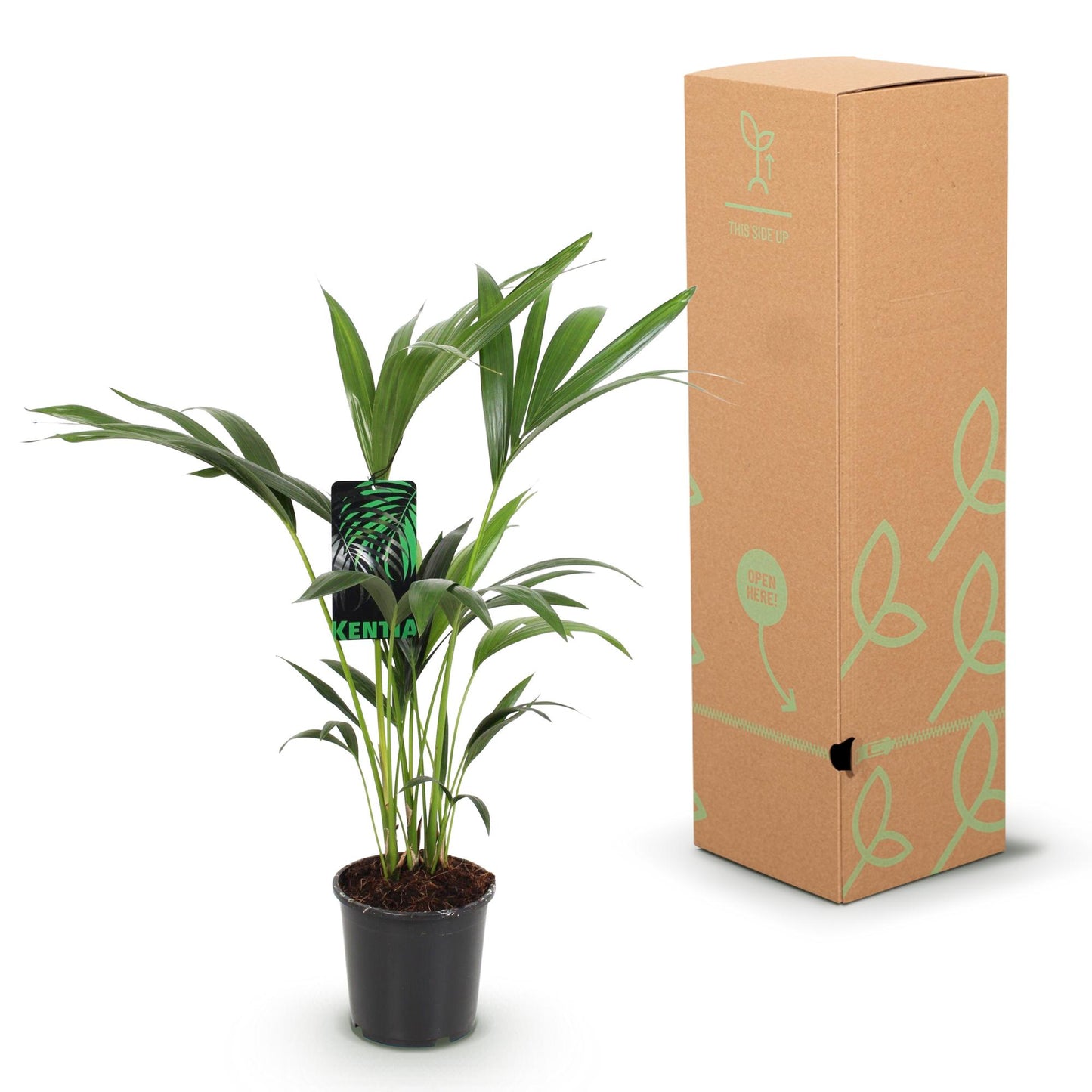 Green boutiQ - Zimmerpflanze - Howea Forsteriana - Kentia-Palme - Wenig Pflege - Grün - 2 Pflanzen - Topf 17cm - Höhe 70-75cm