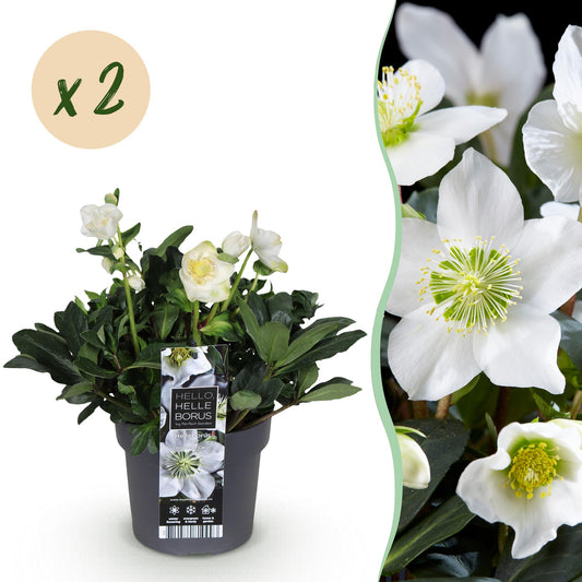 GreenboutiQ - Gartenpflanze - Weihnachtsrose - Helleborus Christmas Carol - Weiße Blüte - 2 Pflanzen - Immergrün - Topf 17cm Höhe 35cm