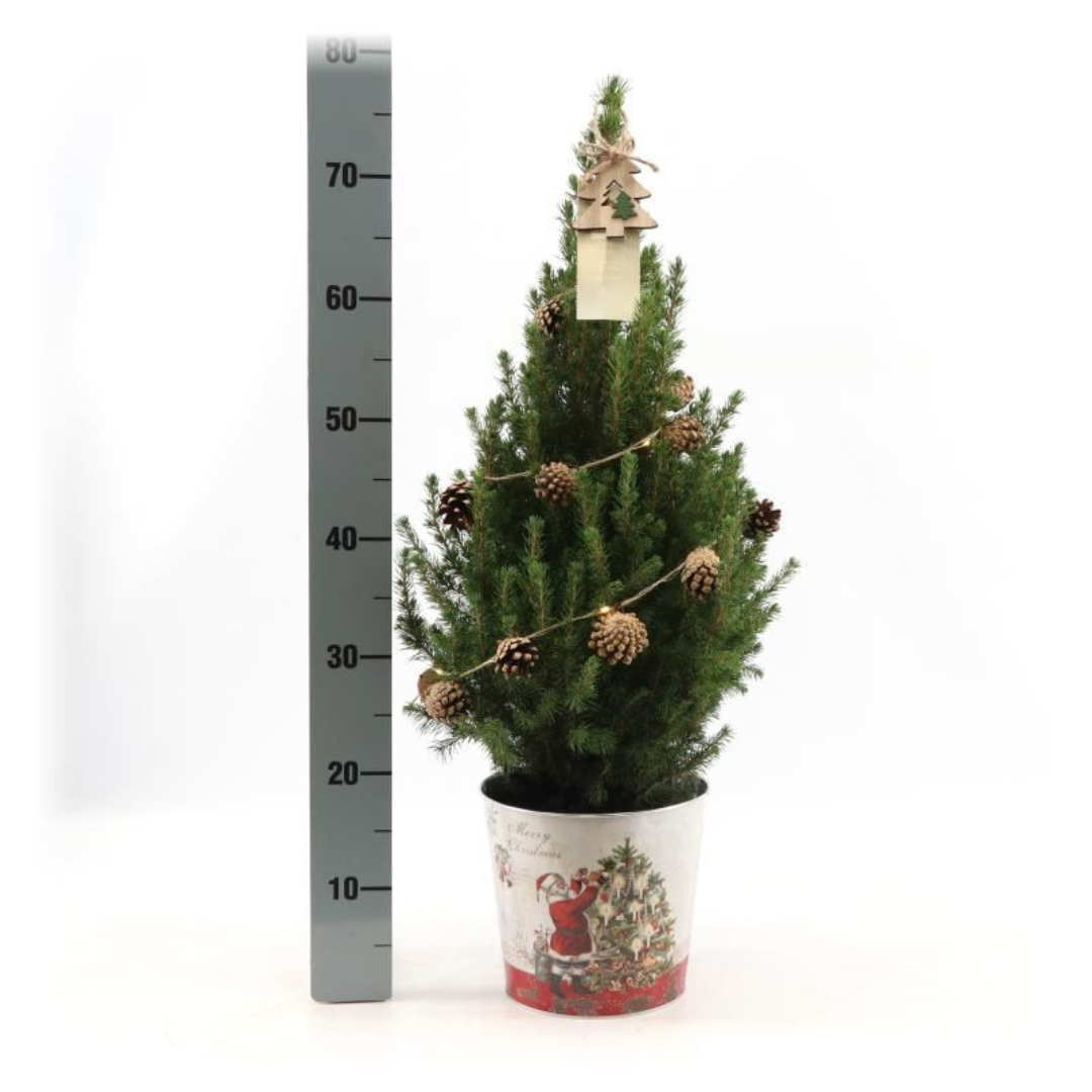 Kleine Weihnachtsbaum in Weihnachten Topf - 70 cm - Picae Glauca Conica - Pine cone lighting including batteries