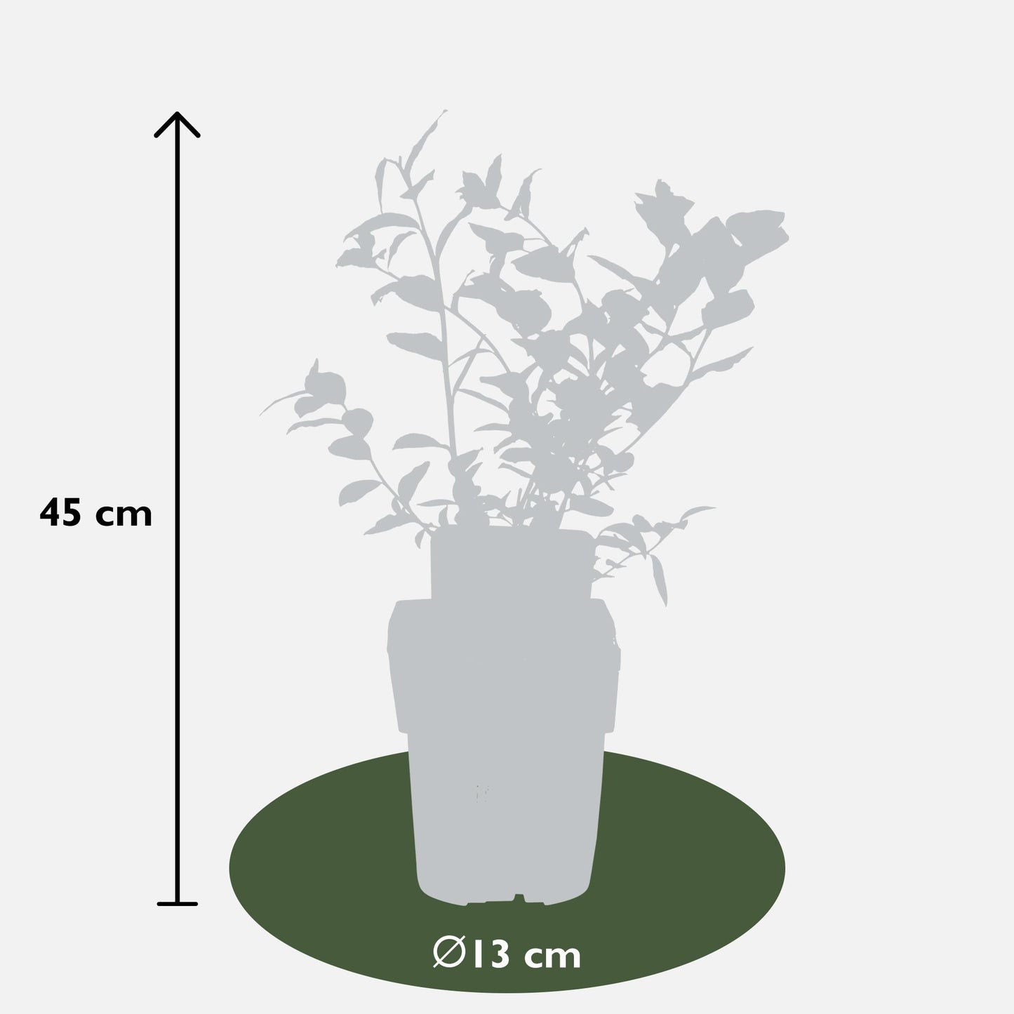 5x - Vaccinium corymbosum 'Reka' - ↨45cm - Ø13