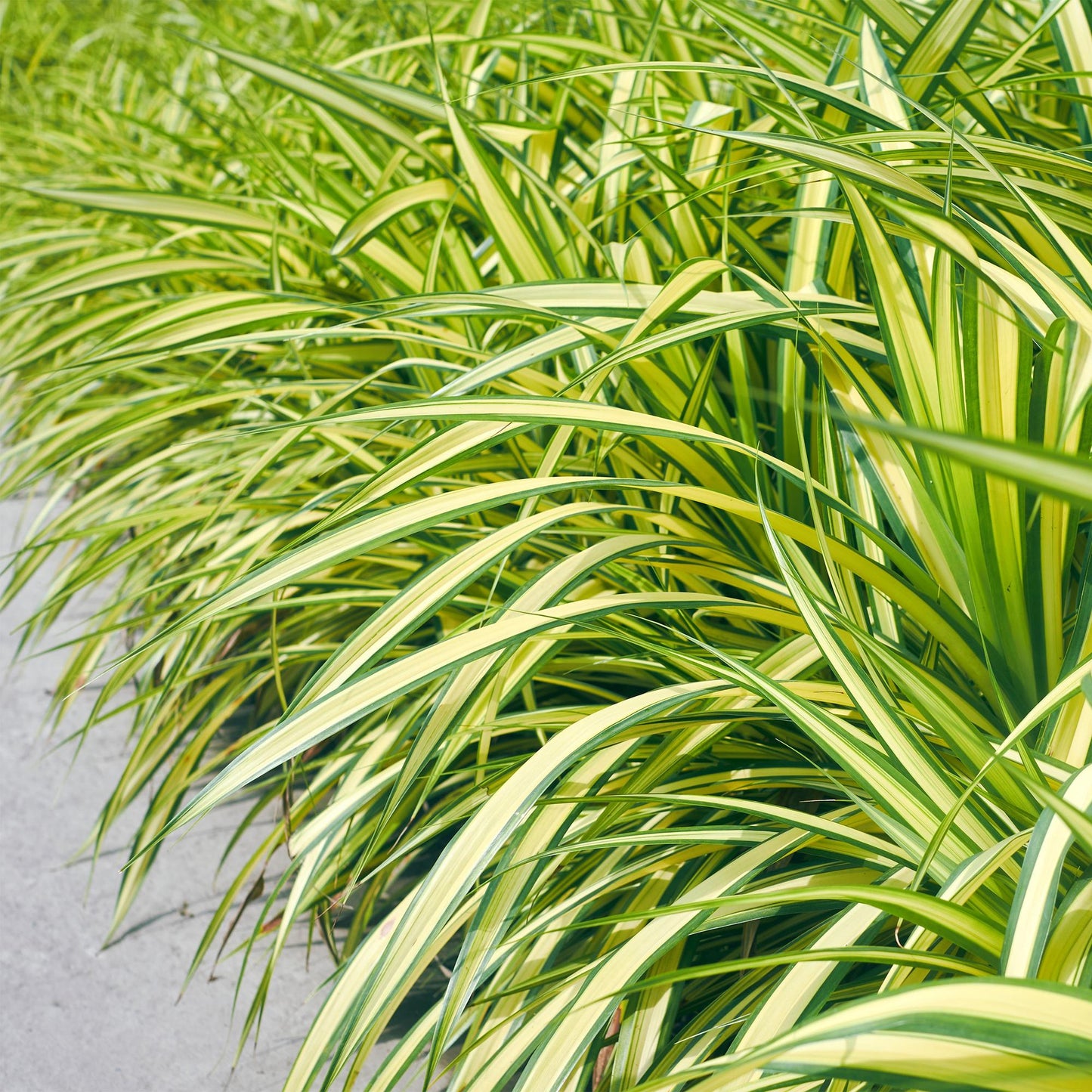 GreenboutiQ - Ziergräser - Carex oshimensis Evergold - Gelb & Grün - 4 Pflanzen - Immergrün - Wenig Pflege - Topf 17cm Höhe 50cm
