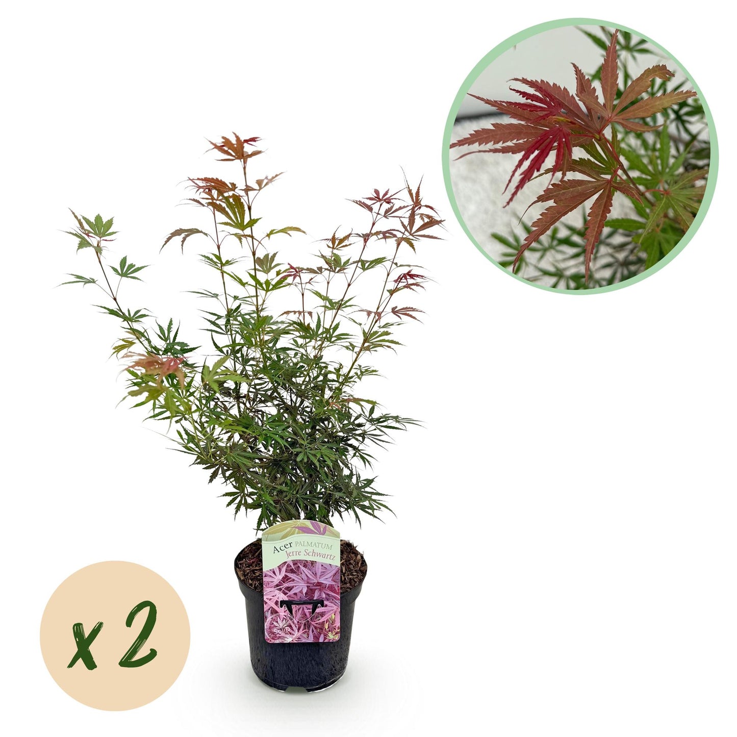 GreenboutiQ - Balkonpflanze - Japanischer Ahorn - Acer palmatum Jerre Swarts - Dunkelrot - 2 Pflanzen - Laubabwerfend - Topf 19cm Höhe 70cm