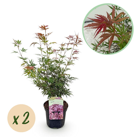 GreenboutiQ - Balkonpflanze - Japanischer Ahorn - Acer palmatum Jerre Swarts - Dunkelrot - 2 Pflanzen - Laubabwerfend - Topf 19cm Höhe 70cm