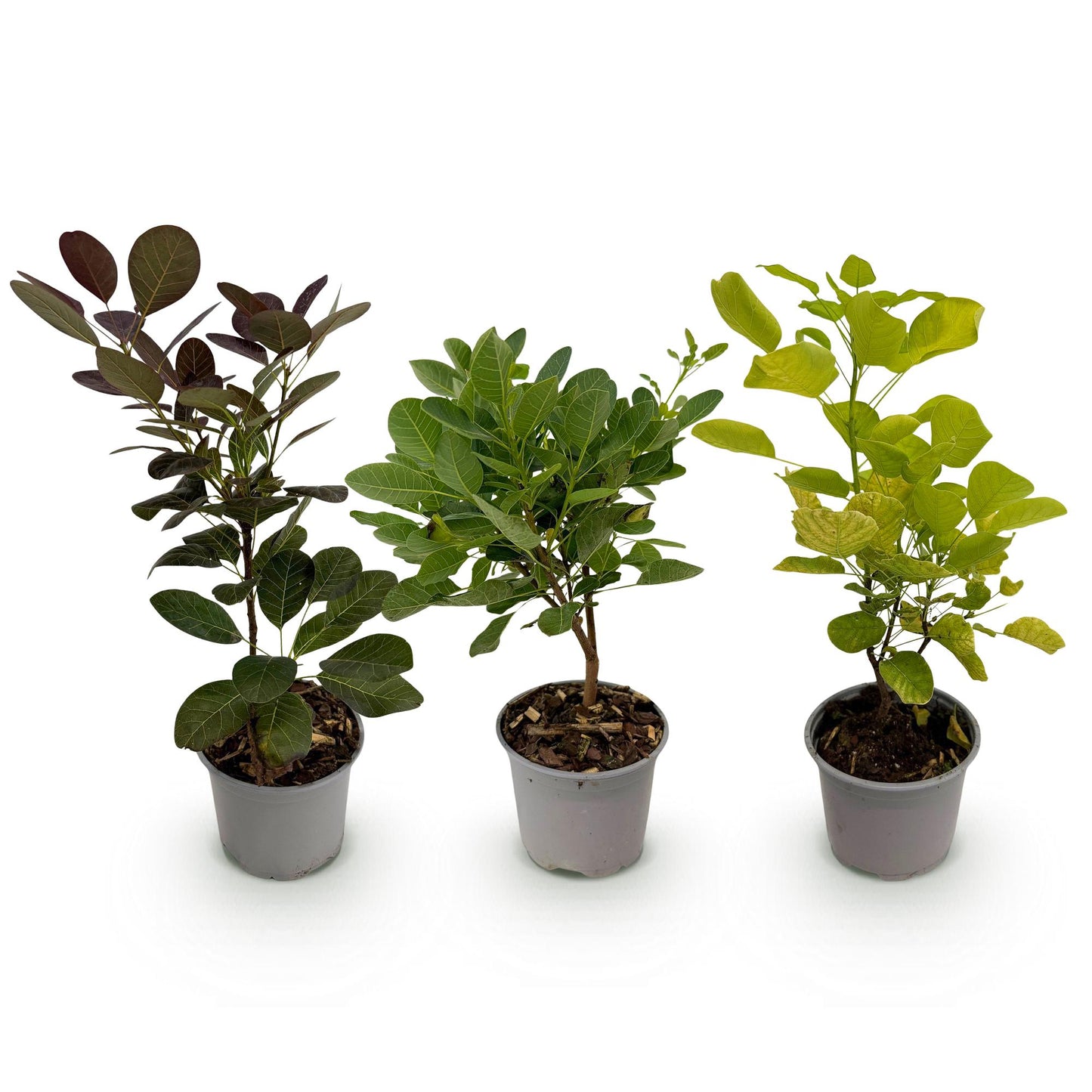 GreenboutiQ - Gartenpflanze - Cotinus coggyria Tricolour - Lila-Grün-Gelb - 3 Pflanzen - Laubabwerfend - Wenig Pflege - Topf 12cm Höhe 35cm