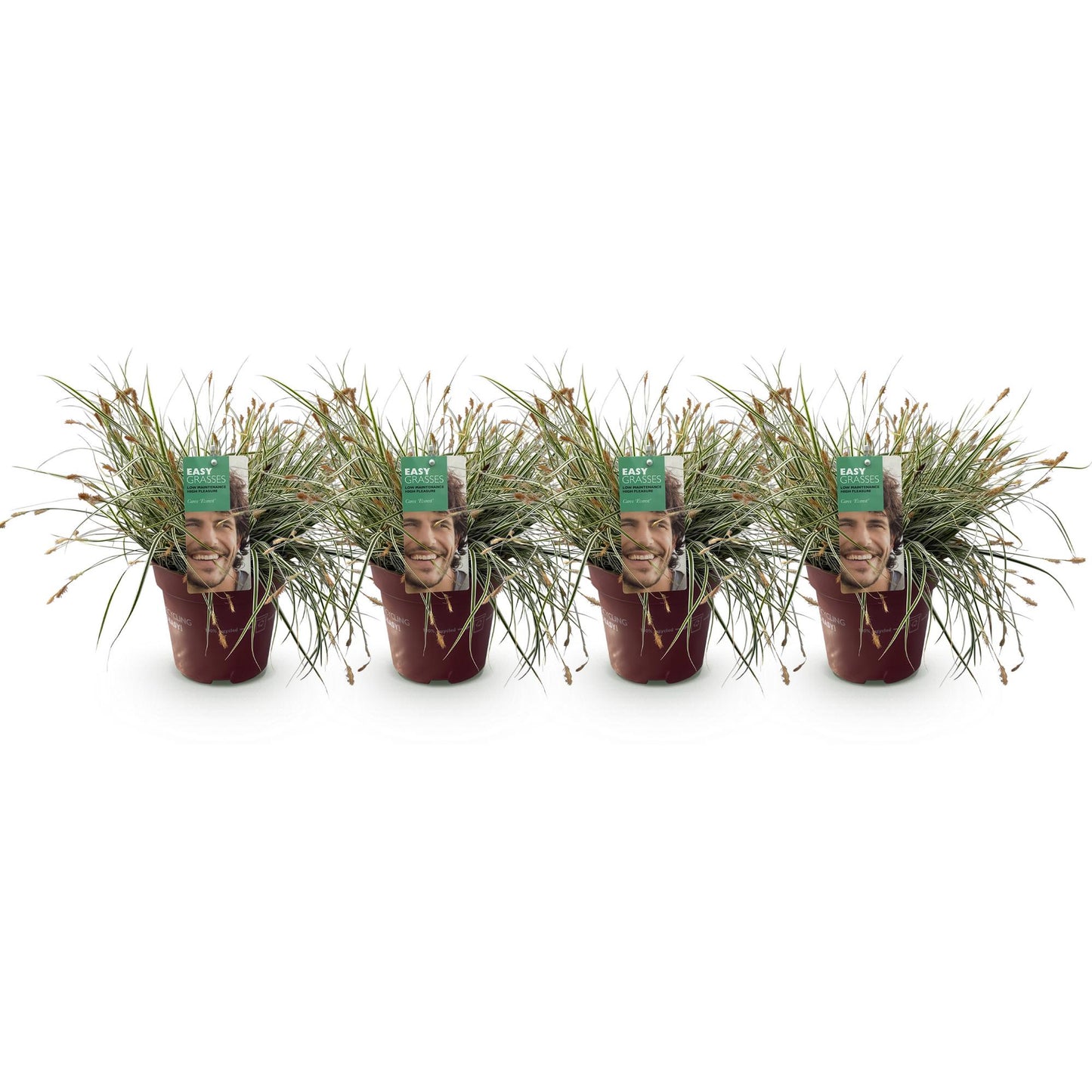 Green boutiQ - Ziergräser - Carex oshimensis Everest - Weiß und Grün - 4 Pflanzen - Immergrün - Wenig Pflege - Topf 17cm Höhe 50cm