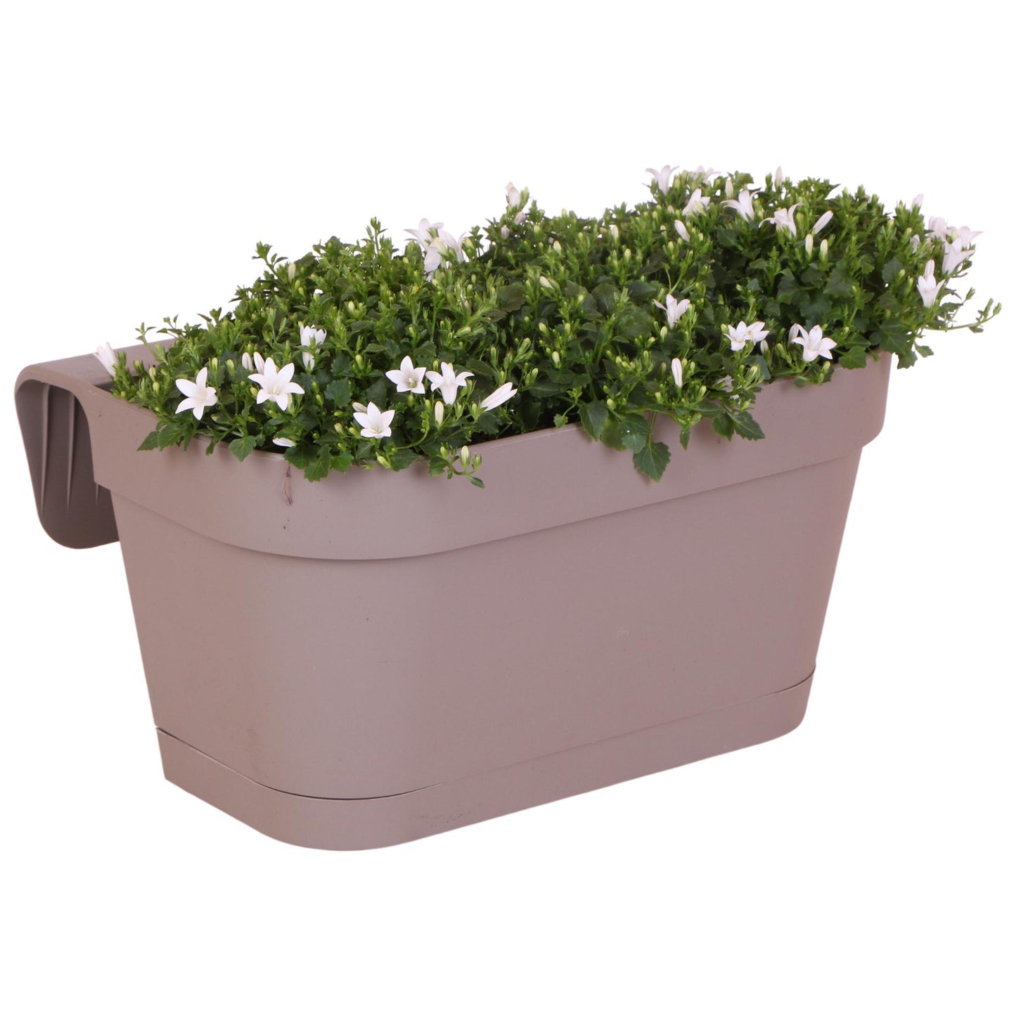 Campanula Addenda Ambella weiß - Balkonpflanzer taupe mit 3 Stück Campanula Topfgröße 12cm - Inkl. Aufhängesystem - Glockenblume weiß - Stauden - Gartenpflanzen