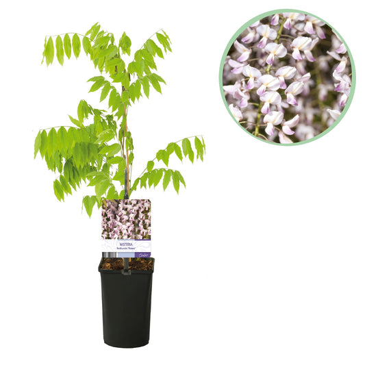GreenboutiQ - Blauregen - Wisteria floribunda Rosea - Blüte rosa - 1 Pflanze - Topf 11cm Höhe 40cm