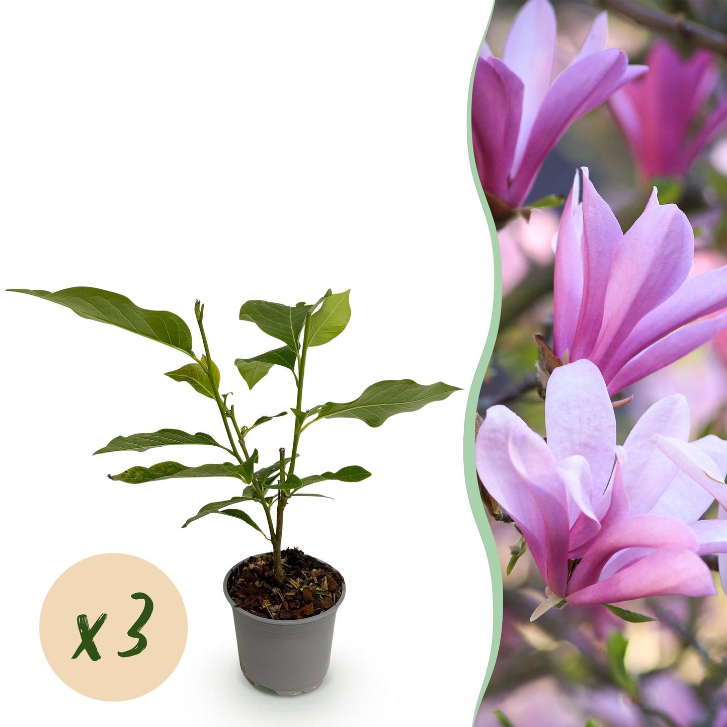 GreenboutiQ - Gartenpflanze - Magnolia Betty - Blüte Weiß - 3 Pflanzen - Laubabwerfend - Wenig Pflege - Topf 12cm Höhe 30cm