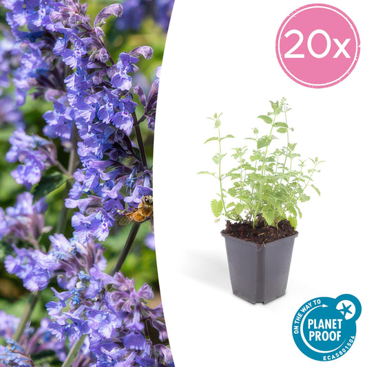 20x Nepeta 'Six Hills Giant' - ↕10-25cm - Ø9cm