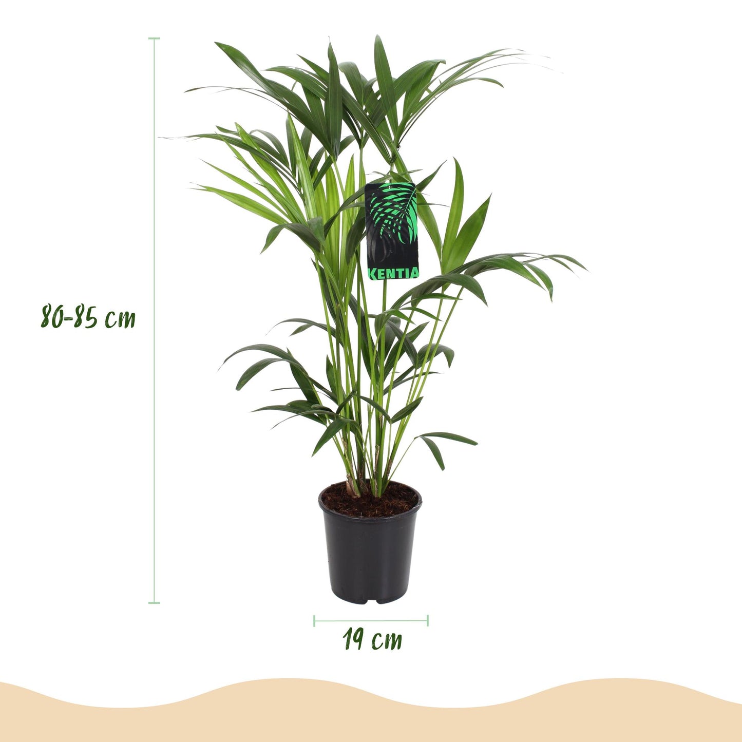 Green boutiQ - Zimmerpflanze - Howea Forsteriana - Kentia Palme - Wenig Pflege - Grün - 2 Pflanzen - Topf 19cm - Höhe 80-85cm