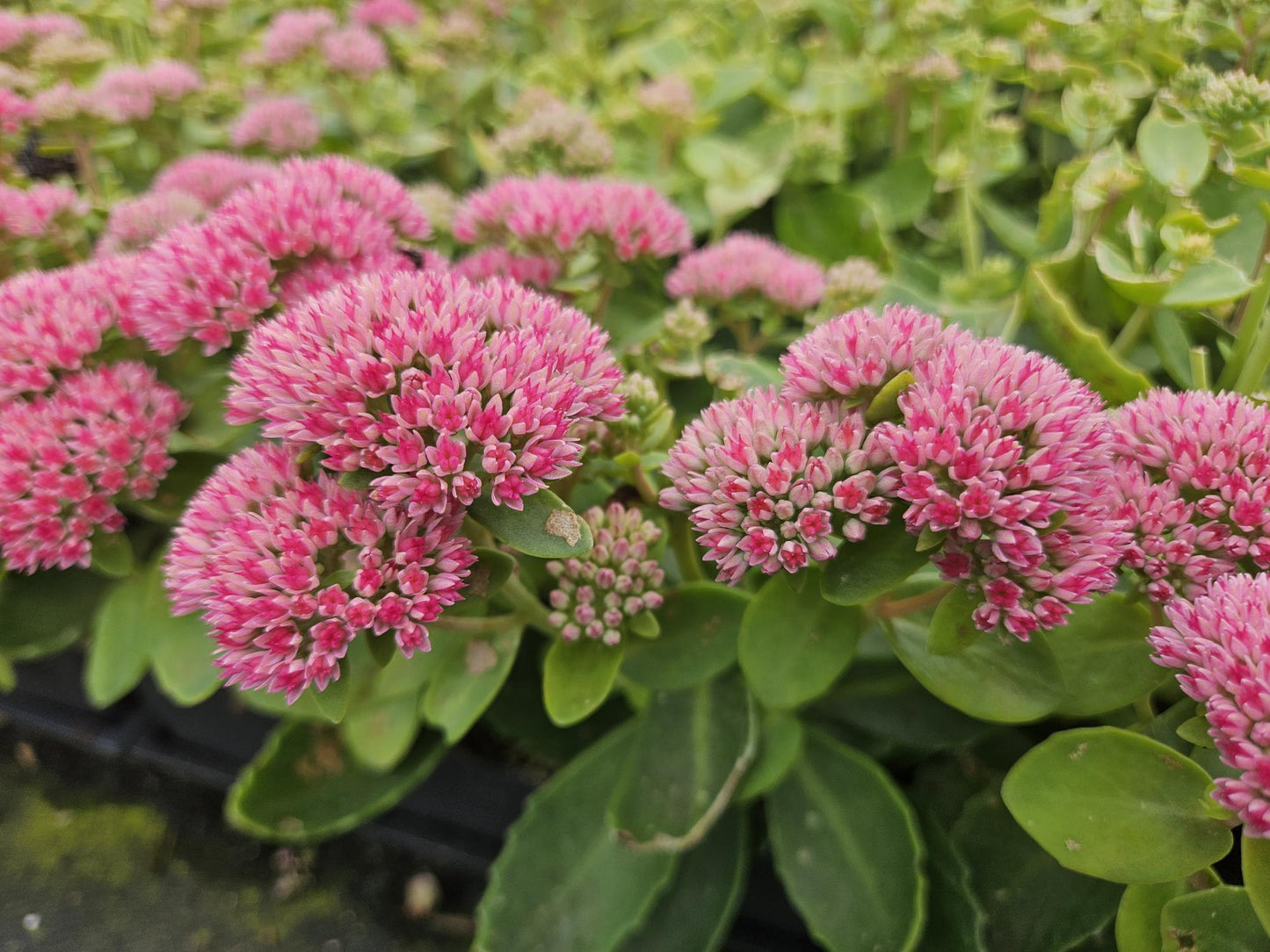 40x Sedum 'Herbstfreude' - ↕10-25cm - Ø9cm