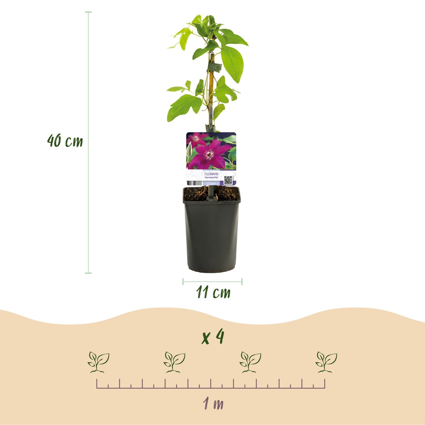 GreenboutiQ - Kletterpflanze - Clematis Westerplatte - Blüte Rot - Pflegeleicht - 2 Pflanzen - Topf 11cm Höhe 40cm