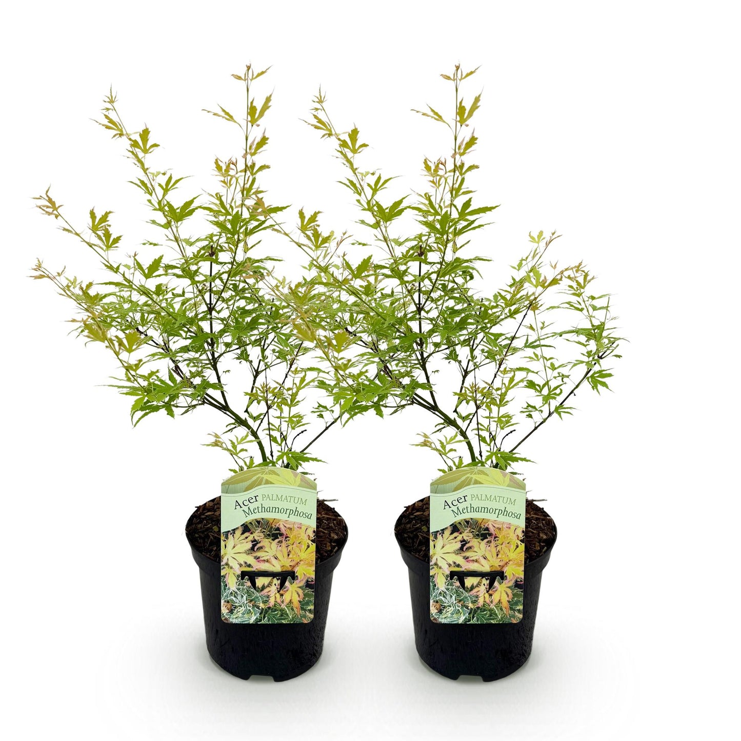 GreenboutiQ - Balkonpflanze - Japanischer Ahorn - Acer palmatum Methamorphosa - Grün - 2 Pflanzen - Laubabwerfend - Topf 19cm Höhe 70cm