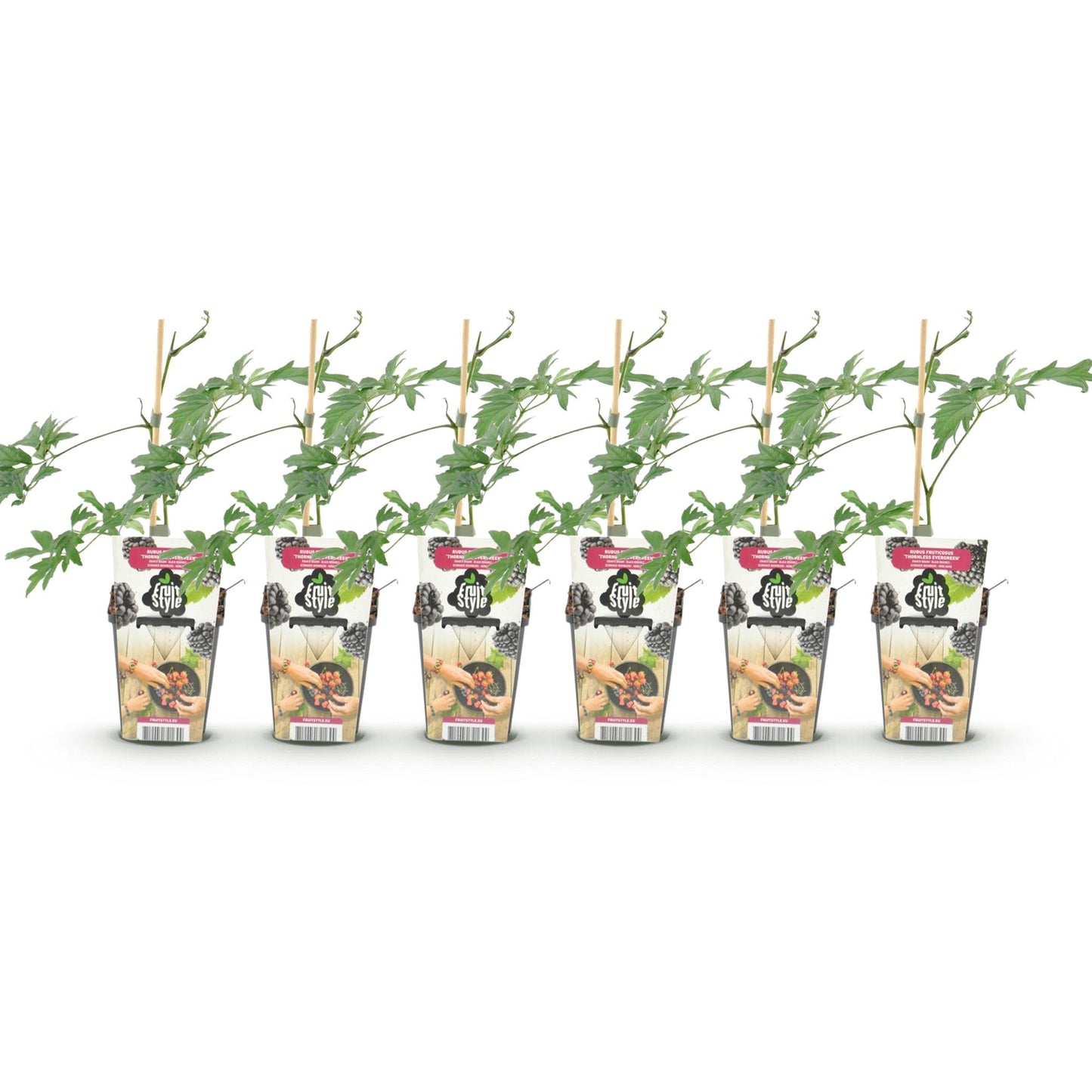 GreenboutiQ - Obstpflanzen - Immergrüne Brombeere - Rubus Thornless Evergreen - Winterhart - 6 Pflanzen - Topf 9 cm - Schwarze Brombeere