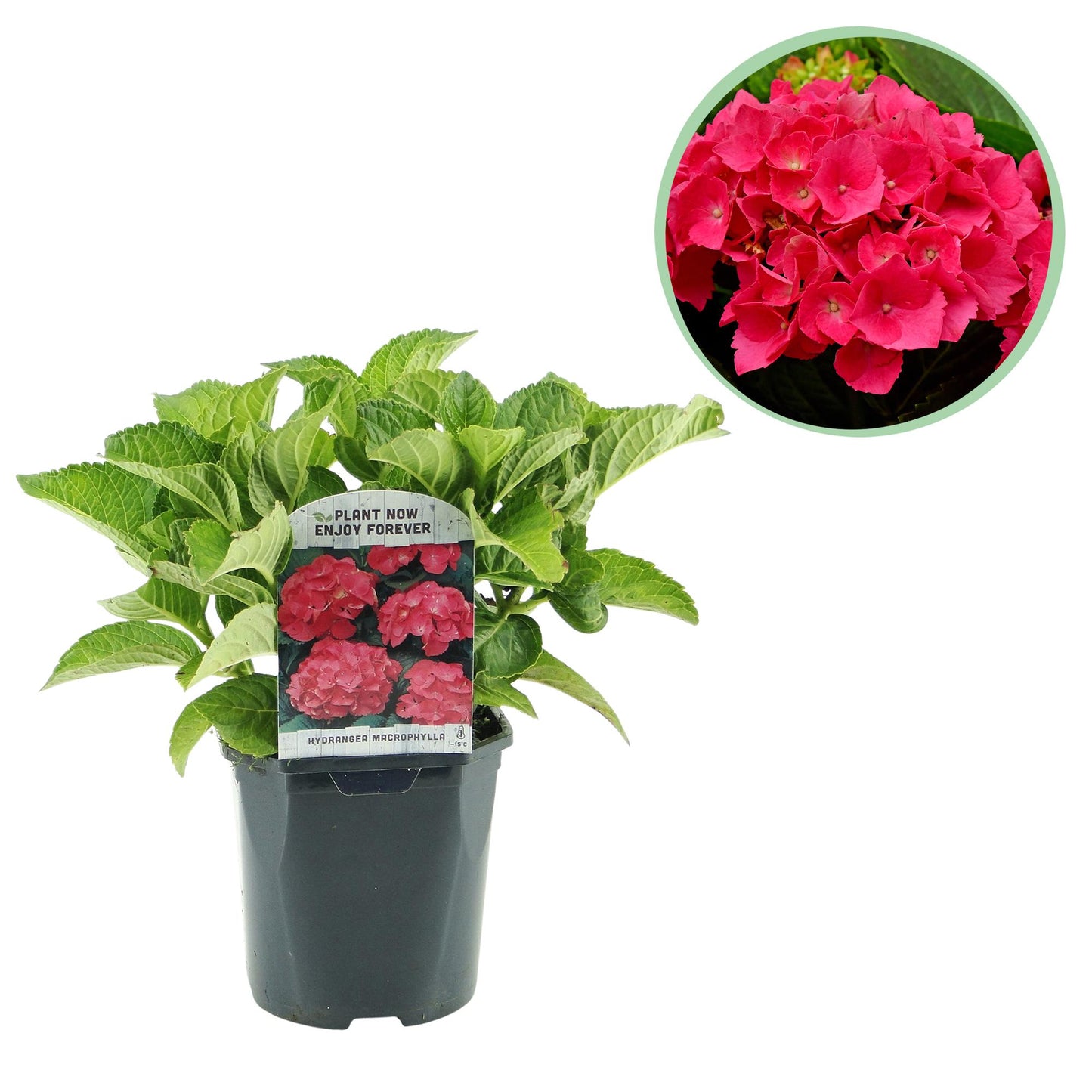 GreenboutiQ - Hortensie - Hydrangea macrophylla Rot - Blüte Rot - 1 Pflanze - Laubabwerfend - Wenig Pflege - Topf 17cm Höhe 30cm