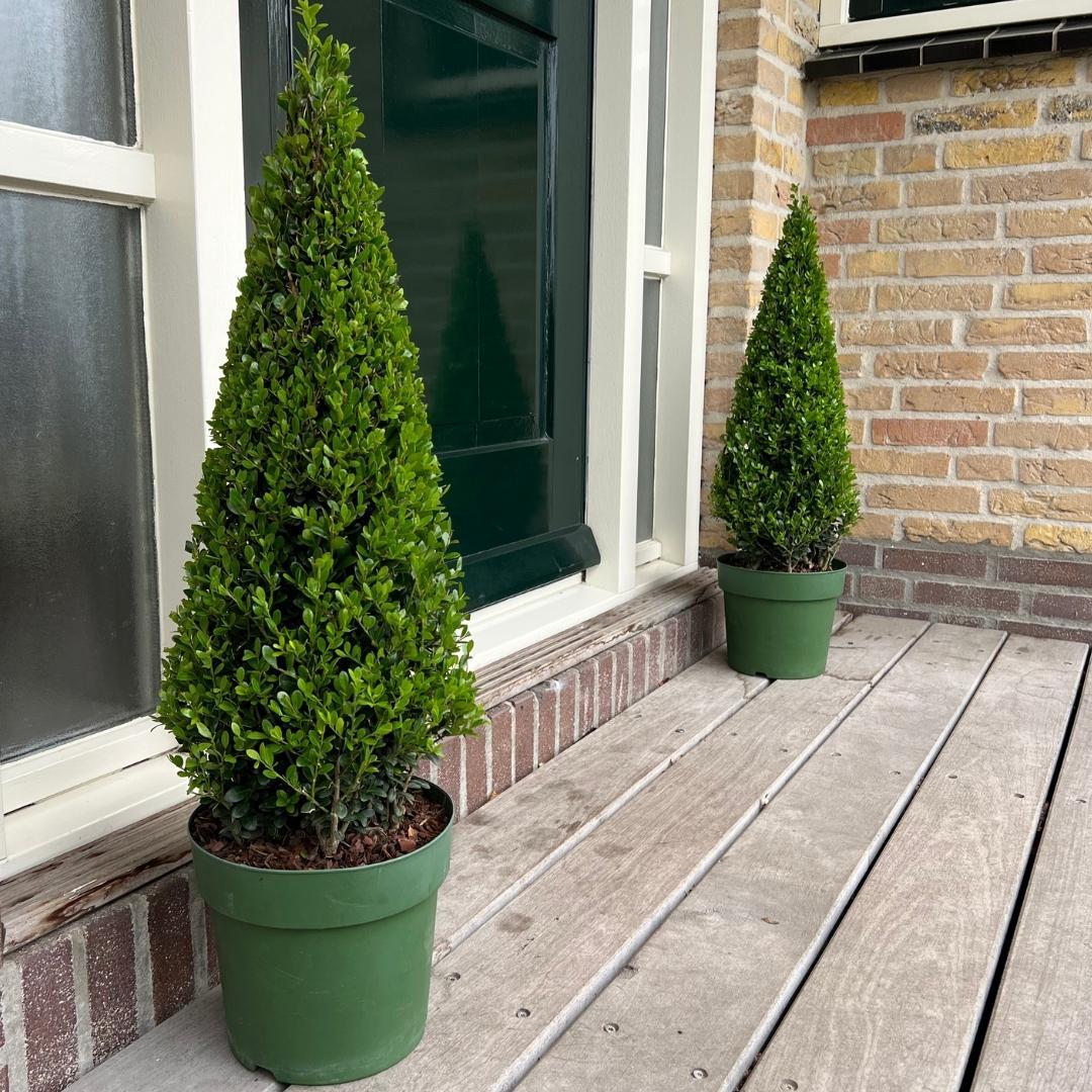 1x Ilex pyramide 55 cm hoog |  Ø  21 cm