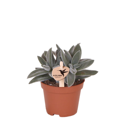 Kolibri Greens | Grüne Pflanze - Sukkulente Tarantula - grüne Zimmerpflanze - frisch vom Züchter - Ø6cm