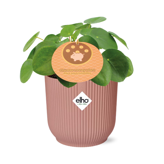 Easter -Pilea Peperomioides 12cm in ELHO Vibes Fold 14cm roze