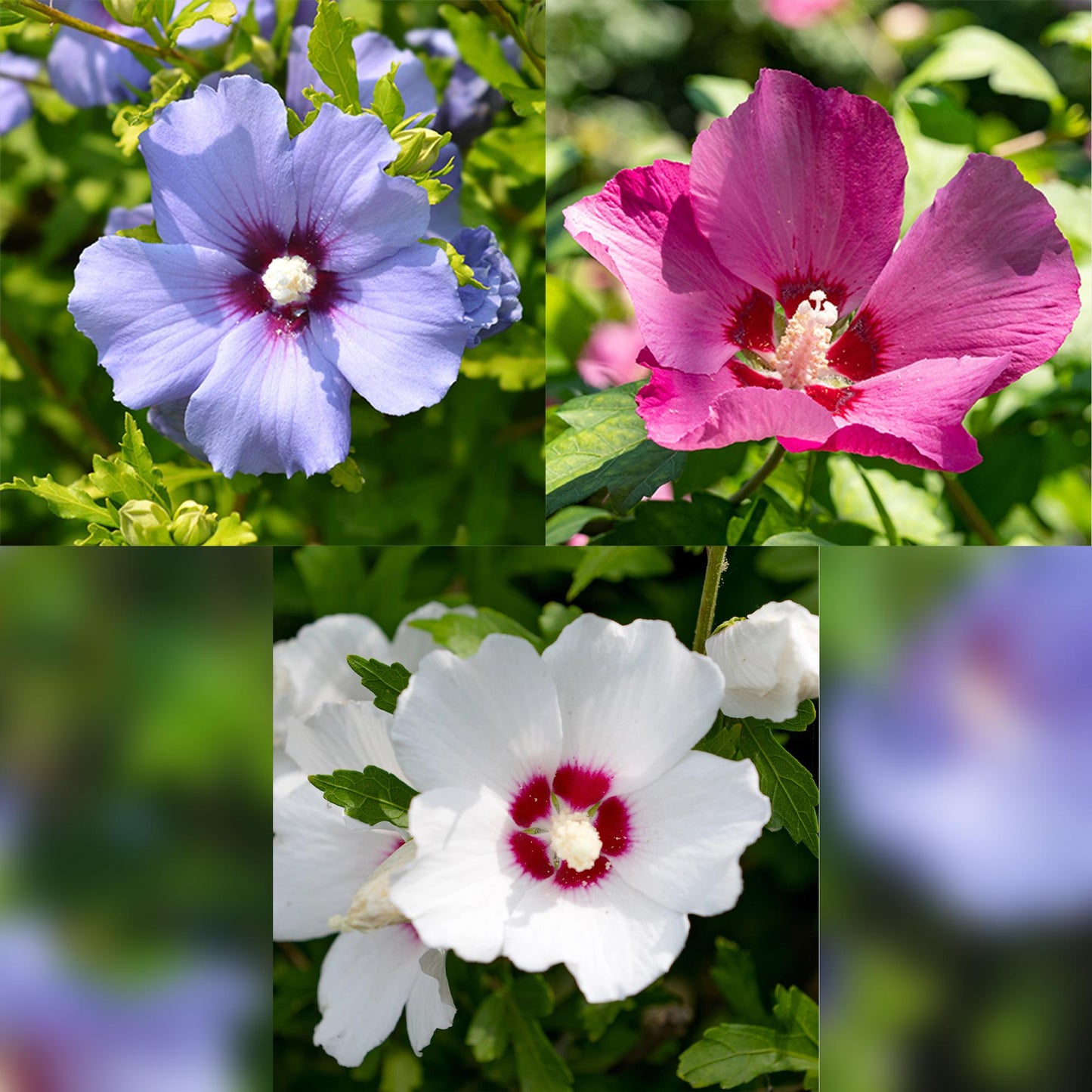 GreenboutiQ - Sträucher - Hibiscus syriacus Tricolour - Blüte Rosa, Weiß und Blau - 3 Pflanzen - Laubabwerfend - Wenig Pflegeaufwand - Topf 17cm Höhe 45cm