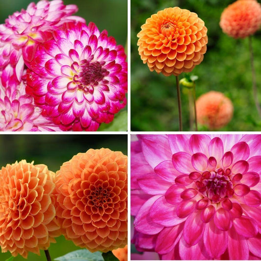 Flowerbulbs Amsterdam - Mix Pompon Splash, Dahlien Little Robert & Dahlien Ralphie, 2 Stück