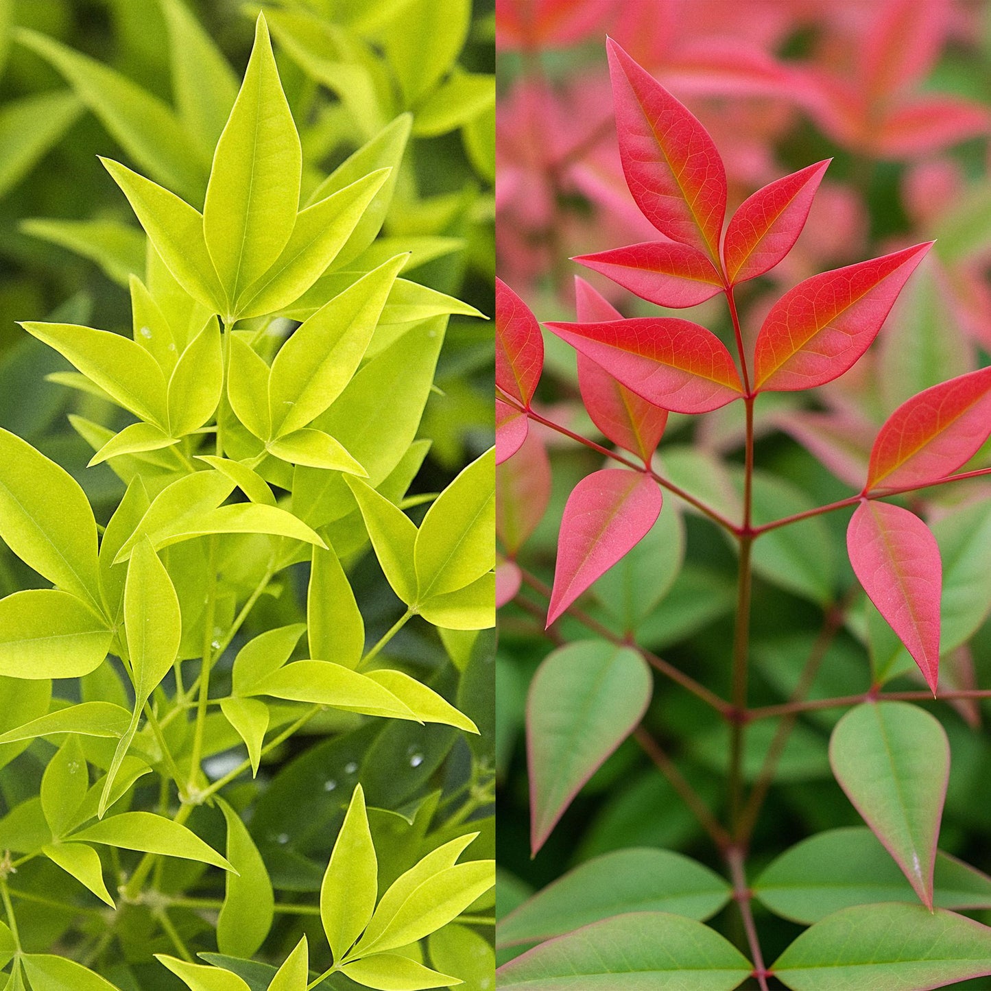 GreenboutiQ - Gartenpflanze - Nandina Duo - Gelb & Rot - 2 Pflanzen - Immergrün - Pflegeleicht - Topf 17cm Höhe 45cm