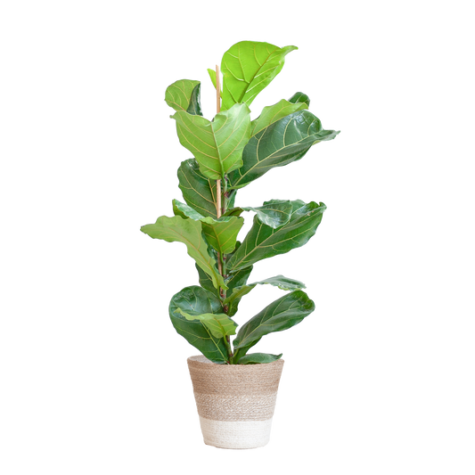 Ficus Lyrata mit Korb Lissabon weiß - 80cm - Ø21