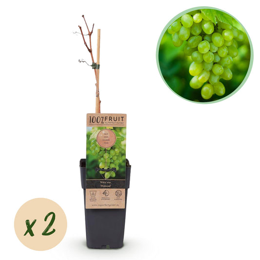 GreenboutiQ - Obstpflanze - Weiße Traube - Vitis vinifera Himrod - Kernlos - 2 Pflanzen - Topf 15cm Höhe 50cm