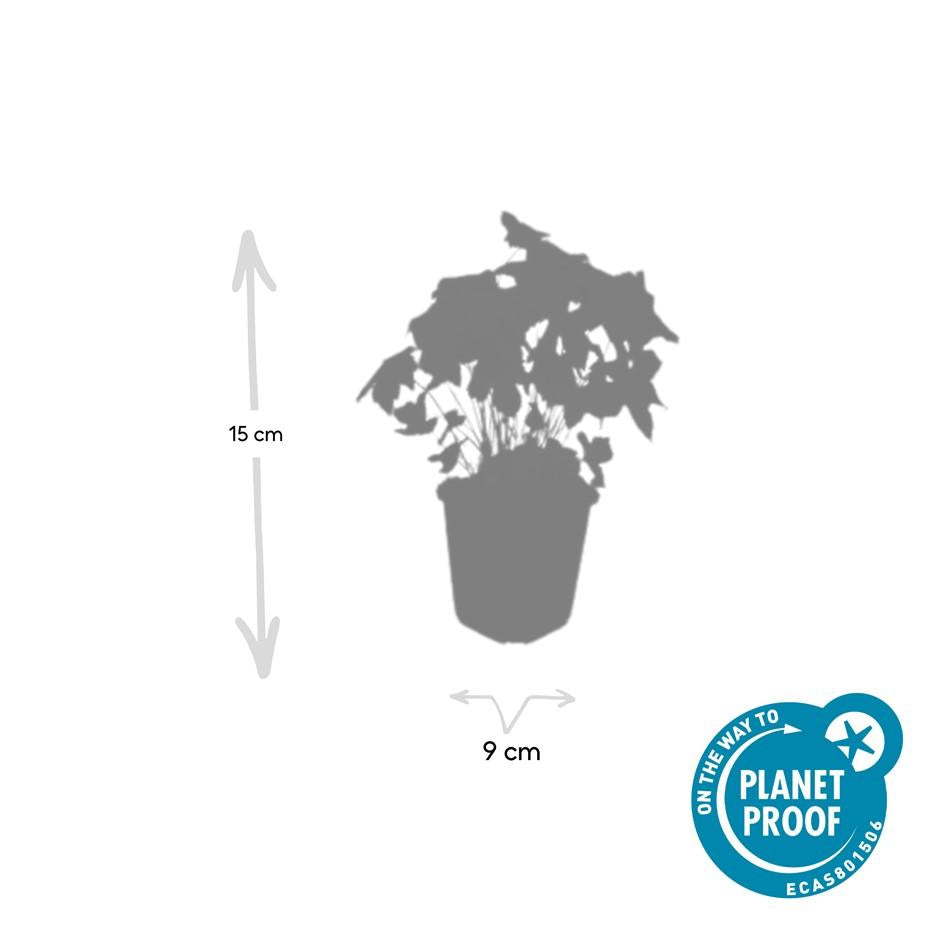 12x Geranium nodosum - ↕10-25cm - Ø9cm