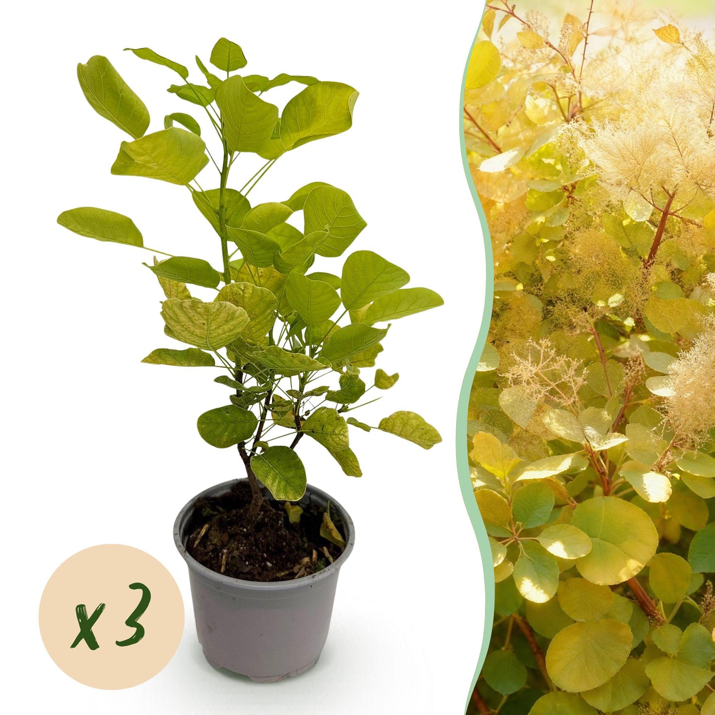 GreenboutiQ - Gartenpflanze - Cotinus coggyria Golden Spirit - Gelb - 3 Pflanzen - Laubabwerfend - Pflegeleicht - Topf 12cm Höhe 35cm