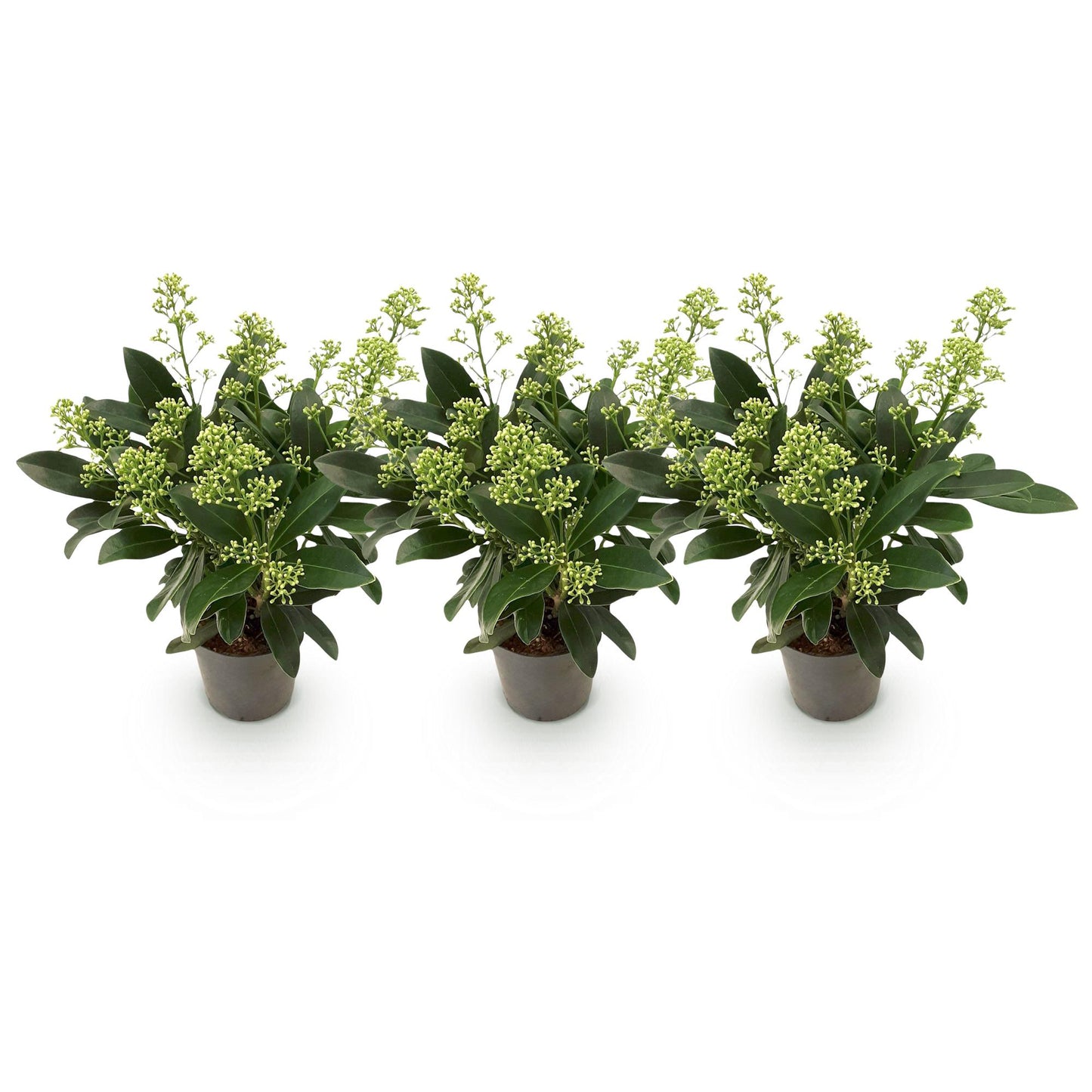 GreenboutiQ - Terrassenpflanze - Skimmia japonica Finchy - Blüte Weiß - 10+ Blumen - 3 Pflanzen - Winterhart - Topf 10,5cm Höhe 25cm