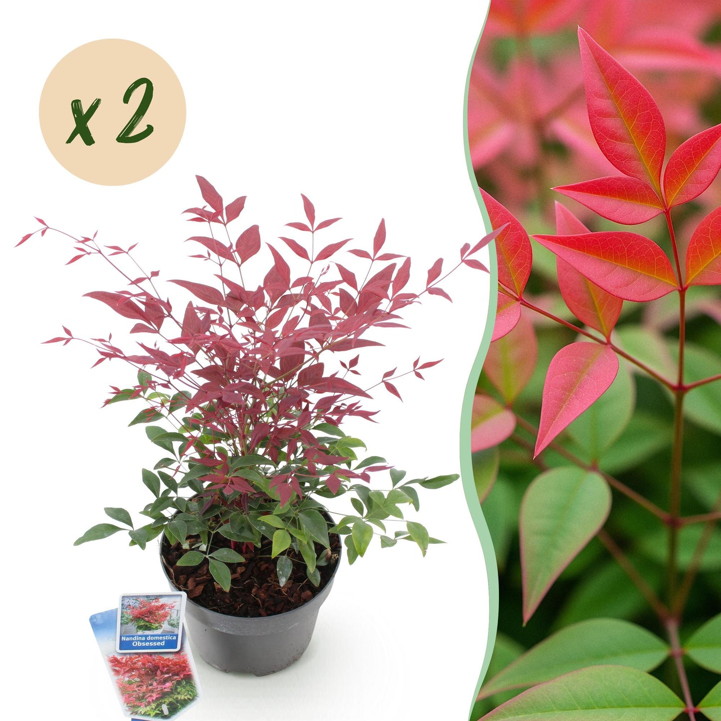 GreenboutiQ - Gartenpflanze - Nandina Obsessed - Rot - 2 Pflanzen - Immergrün - Wenig Pflege - Topf 17cm Höhe 45cm