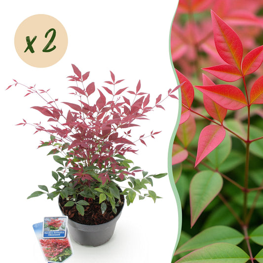 GreenboutiQ - Gartenpflanze - Nandina Obsessed - Rot - 2 Pflanzen - Immergrün - Wenig Pflege - Topf 17cm Höhe 45cm