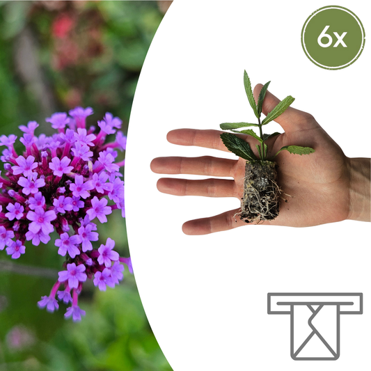 Verbena – 6 Jungpflanzen | Pflanzen & Genießen Sie Wunderschöne Verbena