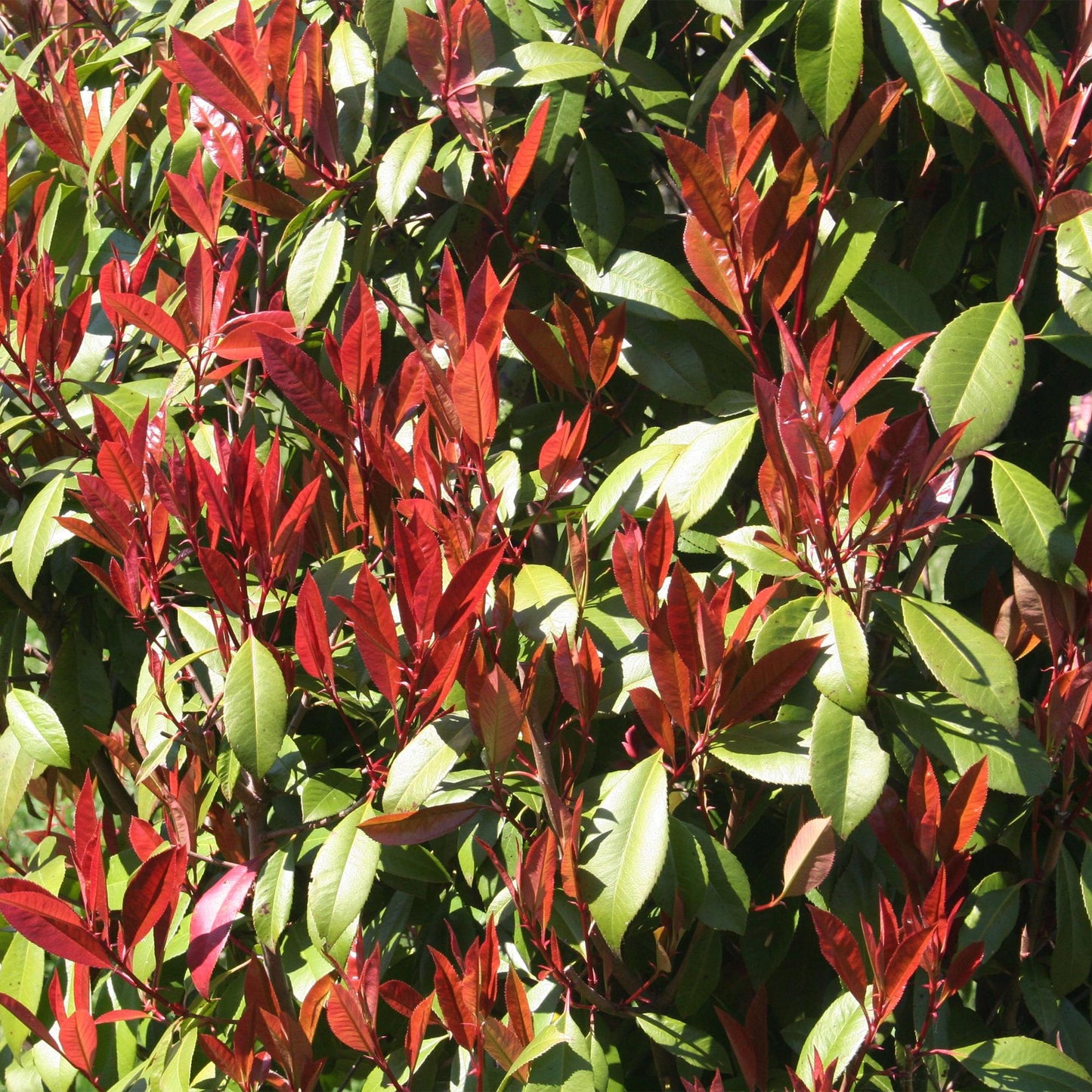 GreenboutiQ - Pflanze auf Stamm - Photinia fraseri Carre Rouge - Terrassenpflanze - Immergrün - Winterhart - Grün-Rotes Blatt - Topf 19cm Höhe 90cm