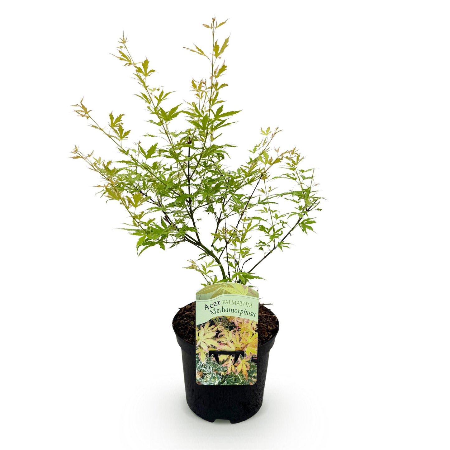 GreenboutiQ - Balkonpflanze - Japanischer Ahorn - Acer palmatum Methamorphosa - Grün - 1 Pflanze - Laubabwerfend - Topf 19cm Höhe 70cm
