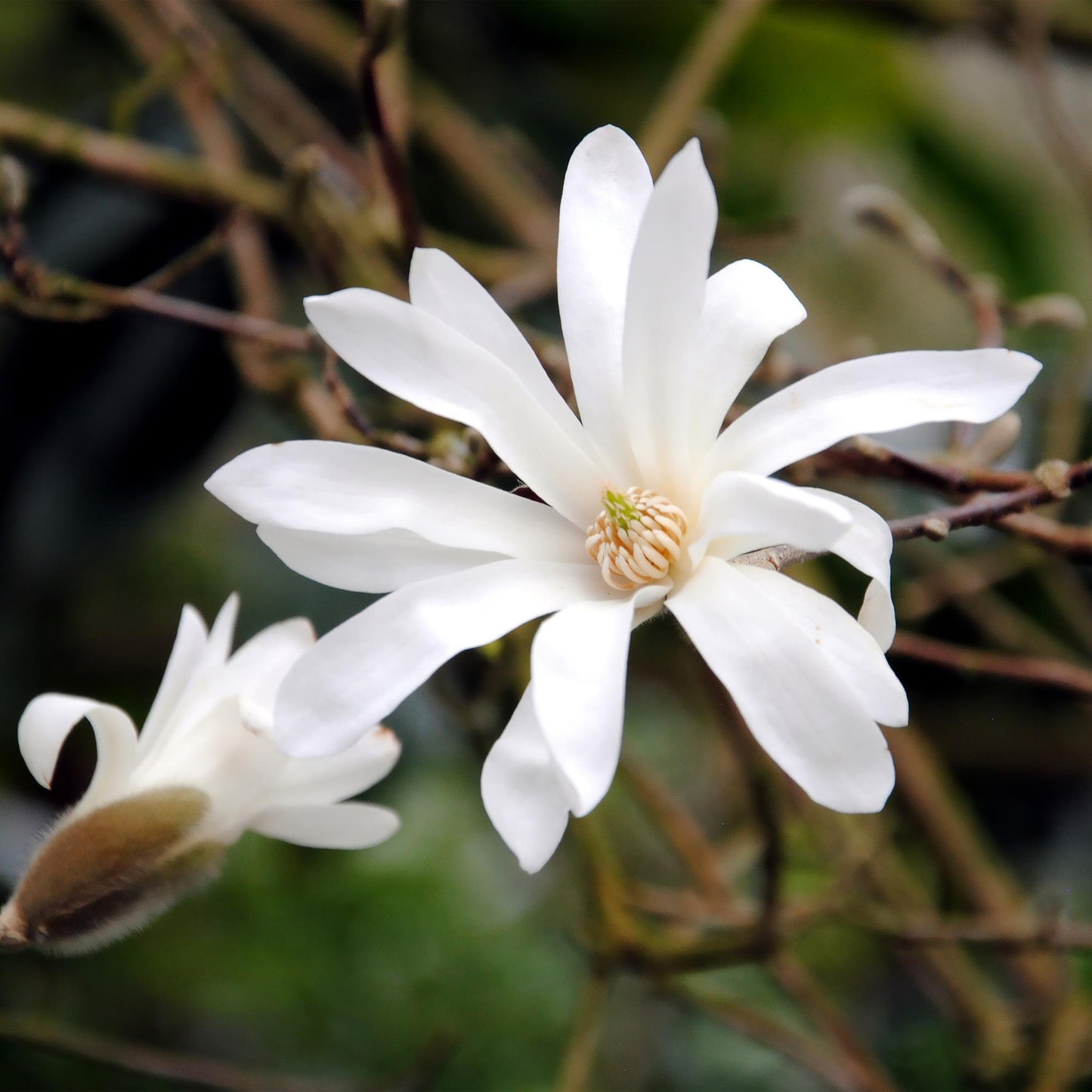 GreenboutiQ - Gartenpflanze - Magnolia stellata - Blüte Weiß - 1 Pflanze - Laubabwerfend - Pflegeleicht - Topf 12cm Höhe 30cm
