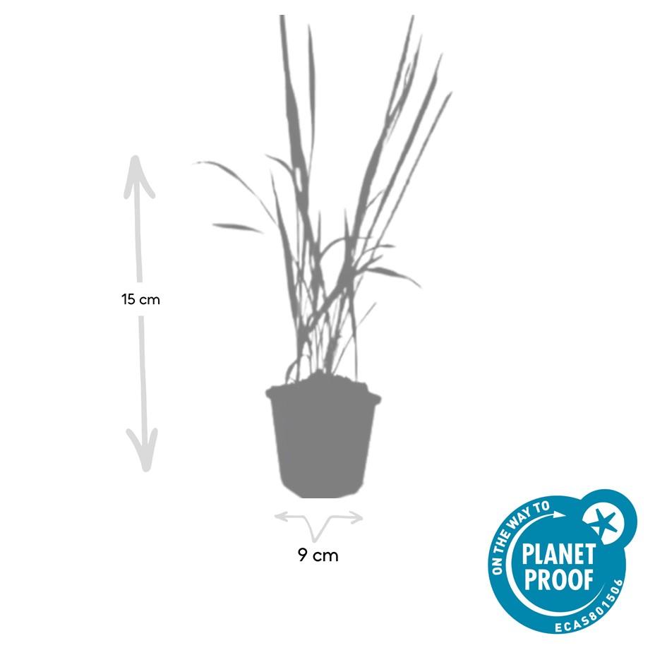 6x Imperata cylindrica 'Red Baron' - ↕10-25cm - Ø9cm